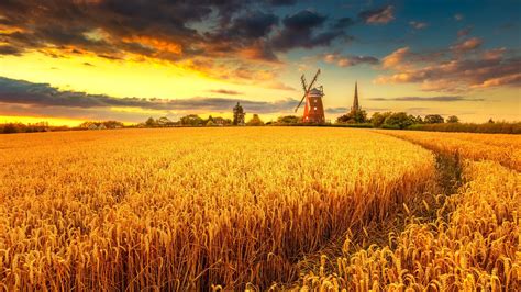 Windmill On Wheat Field At Sunset Wallpaper Hd Nature 4k Wallpapers