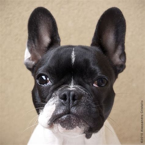 File:French Bulldog - Bouledogue Français.jpg - Wikimedia Commons