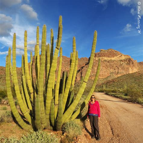 Long Fingered Cacti And Bumpy Rides Organ Pipe Cactus National