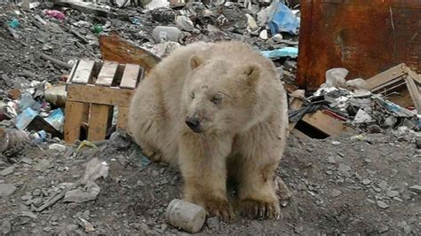 Petition · Save Polar Bears From The Russian Wrangel Island ·