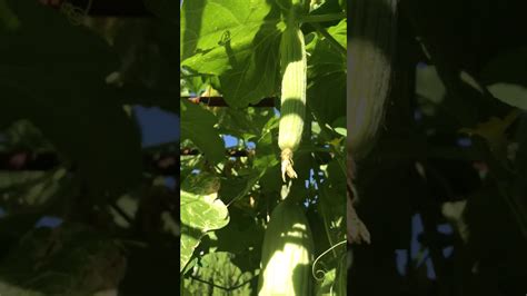 Growing Armenian Cucumbers In The Garden Youtube