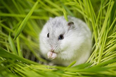 Dwarf Campbells Russian Hamsters Winter White Hamsters