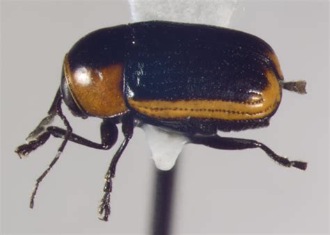 Chrysomelidae Lateral Bassareus Lituratus Bugguidenet