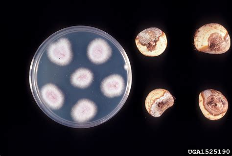 Fusarium Wilts Blights Rots And Damping Off Genus Fusarium