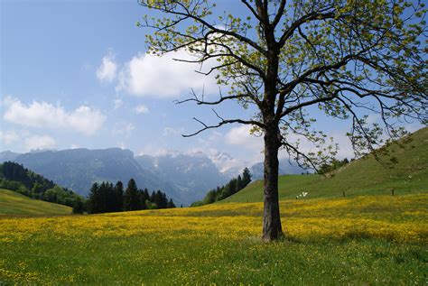 Kostenlose Foto Landschaft Baum Natur Gras Wildnis Berg Wolke