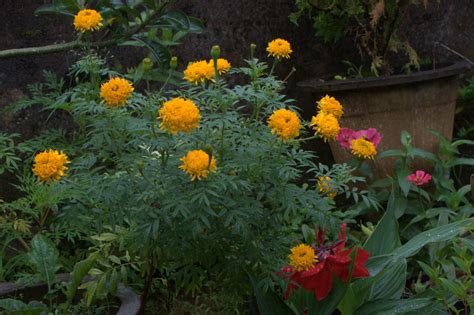 Maybe you would like to learn more about one of these? Images of Sri Lanka on blogspot.com: Flower gardening ...