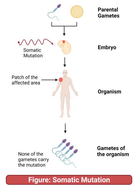 Somatic Mutation Vs Germline Mutation 13 Major Differences