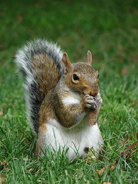 State Wild Animal Game Species Eastern Gray Squirrel