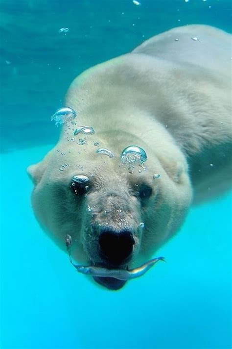 Polar Bear Underwater Love Bear Big Bear Wildlife Pictures Animal
