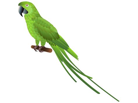 Green Parrot Png Transparent Image