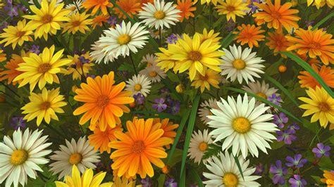 Summer Flowers Hd Wallpaper Download