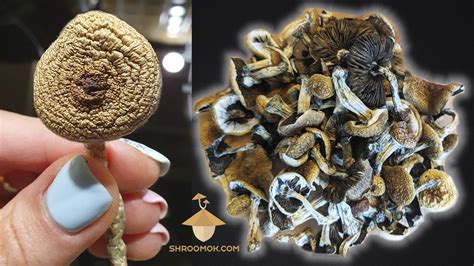 Different Approaches To Drying Shrooms