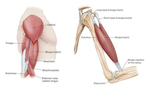 Elbow Arm Anatomy