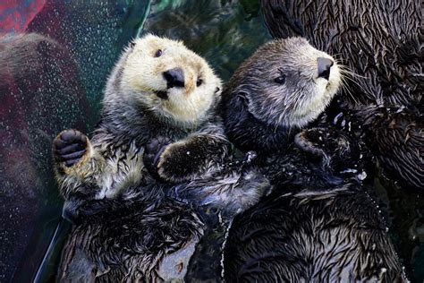 Sea Otter Live Cam Monterey Bay Aquarium