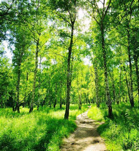Birch Forest On A Sunny Day Green Woods In Summer — Stock Photo