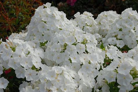Volcano Phlox White In Masses Closeup Phlox Flowers Flowers White