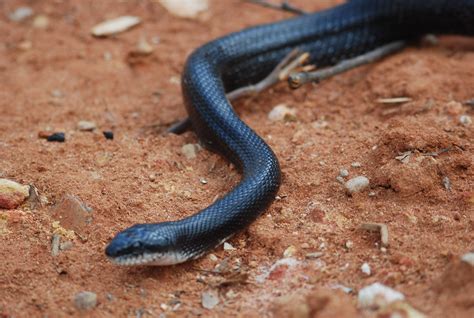 Black Racer Snake Removal And Control