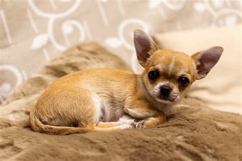 Chihuahua Caractère Santé Alimentation Prix Et Soins
