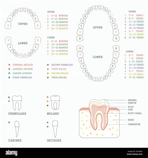 Ilustración Dental Vectorial Diagrama De Dientes Dientes Humanos