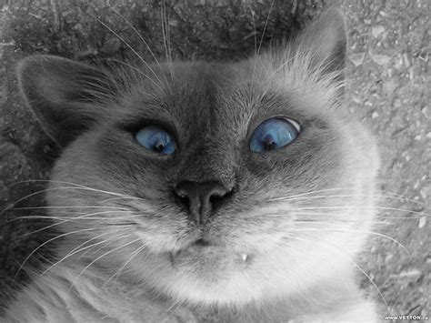 Wallpaper Animals Selective Coloring Nose Whiskers Selfies Eye