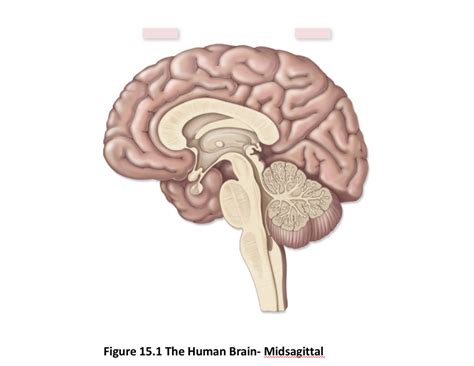 Midsagittal View Of Human Brain Diagram Quizlet