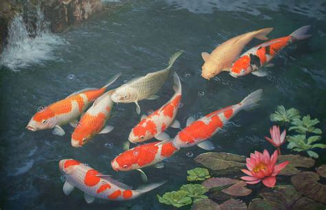 Koi Fish Pond Wallpaper Hd
