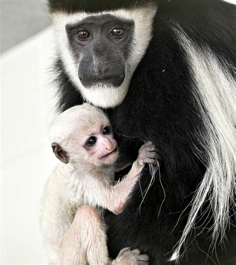 Zooborns — Colobus Monkey Baby Boom At The Fort Wayne