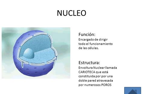 Cual Es La Funcion Del Nucleo En La Celula Animal Compartir Celular