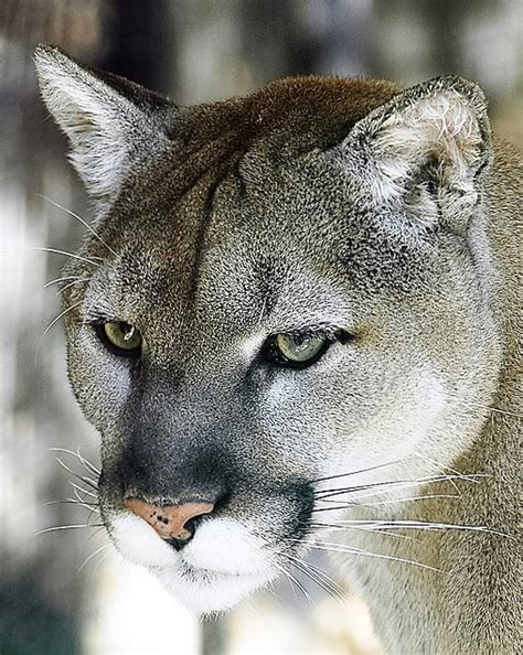 Cougars In The North Sightings In Wisconsin HubPages