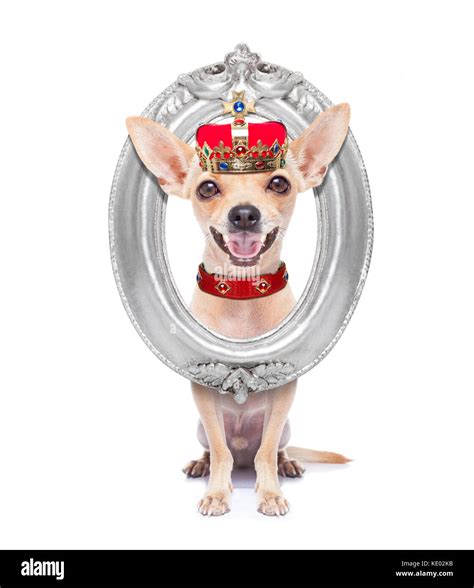 Chihuahua Dog As King With Crown Looking And Staring At You Behind