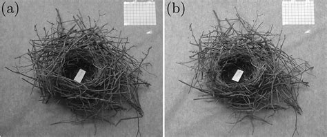 Explaining The Birds And The Building Blocks Of Nests Yale School Of