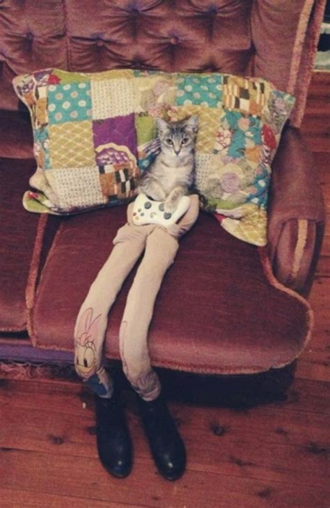 15 Cats In Tights You Cant Help But Laugh At