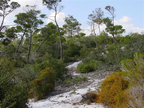 Florida Ecosystems Upland Habitats