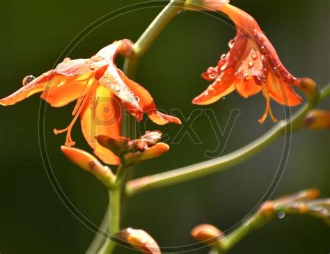 Image Of Beautiful Closeup Photograph Of Flowers Aa735775 Picxy
