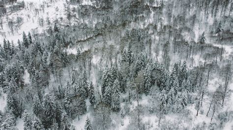 Snowy Forest Stock Photos Motion Array