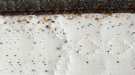 What Does Bed Bug Poop Look Like Identify Bed Bug Droppings