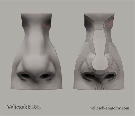 Gusztav Velicsek Anatomy Studies