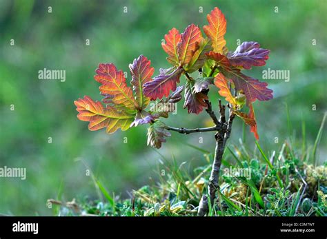 A Very Young Oak Tree A Baby Tree In Leaf Uk Stock Photo Alamy