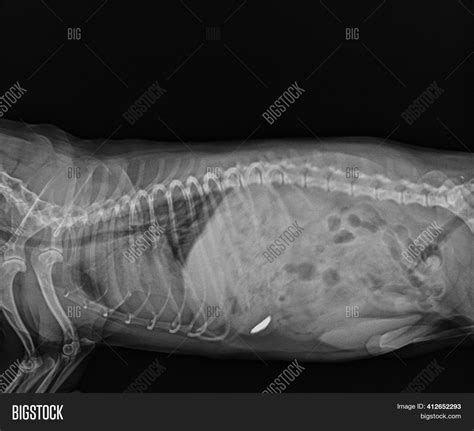 Dog Abdominal X Ray Image And Photo Free Trial Bigstock