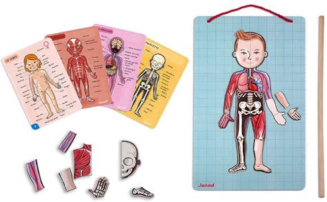 Janod Bodymagnet Educational Human Body Game Anatomia Órgãos