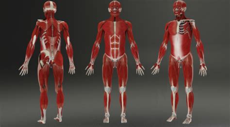 Building A 3d Human Phase 3 Muscular System Pocket Anatomy