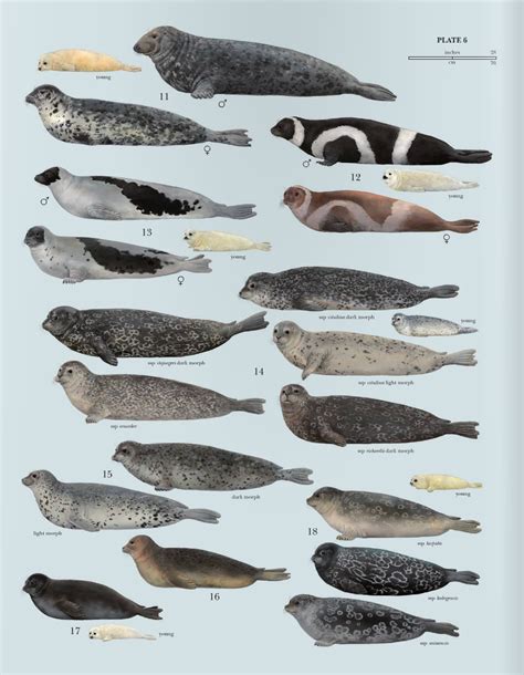 Seals Species Chart Pattedyr Dyr Plakater