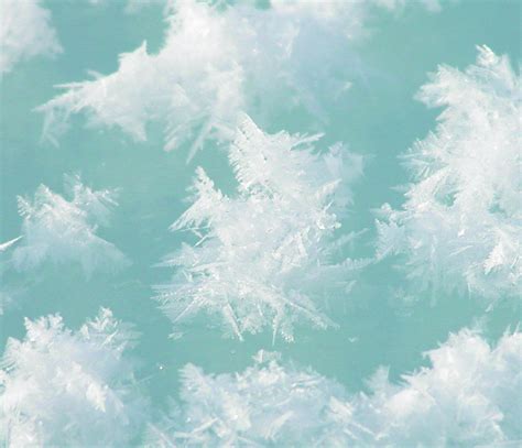 A Photograph Of Frost Flowers Growing On Newly Forming Sea Ice The