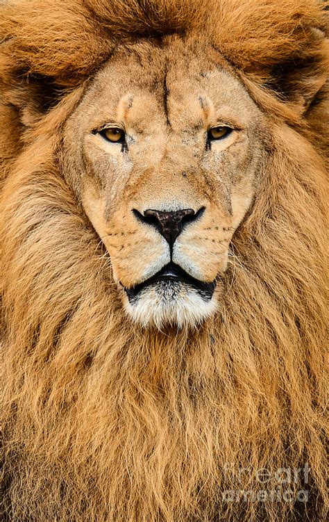 Portrait Of Huge Beautiful Male African Lion Photograph By Aleksandar