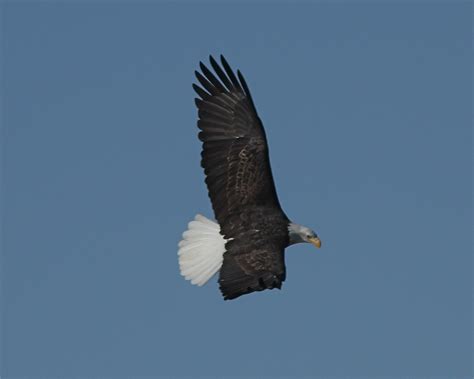 Bald Eagle Circling Looking For Fish Dan Getman Bird Photos Flickr