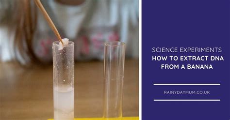 How To Extract Dna From A Banana Science For Kids