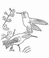 Hummingbird Coloring Printable Flower Traceable Bird Hummingbirds Simple Template Popular Library Clipart Getcolorings sketch template