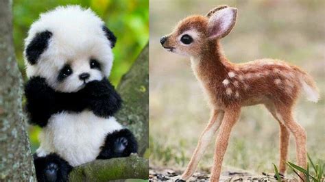 Cute Baby Animals That Will Make Your Day Key Trendz