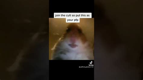 Hamster Meme Pfp Aesthetic