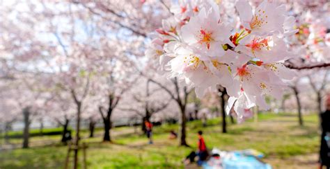 Magical Cherry Blossom Tree Picnic Happening In Montreal This Month